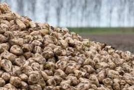 ALV overig te koop in Drenthe: LLB rechten aanbod Ledenleveringsbewijzen - bietenquotum -  bieten - suikerbieten