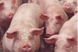 Varkensbedrijf te koop in Overijssel: gevraagd vleesvarkensbedrijf