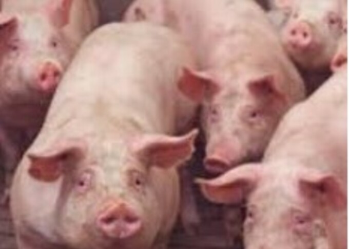 Varkensbedrijf te koop in Overijssel: gevraagd vleesvarkensbedrijf