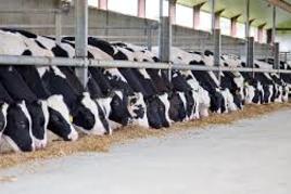 ALV overig te koop : Vleeskalverenbedrijf