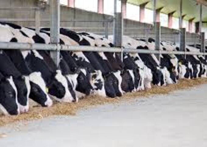 Overig agrarisch / landelijk vastgoed te koop : Vleeskalverenbedrijf