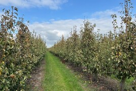 Losse grond te koop in Zeeland: Boomgaard Papotweg Ellewoutsdijk 2 percelen