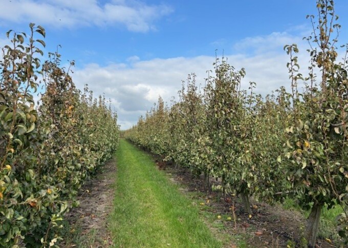Losse grond te koop in Zeeland: Boomgaard Papotweg Ellewoutsdijk 2 percelen