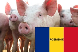 Varkensbedrijf te koop in Noord-Brabant: Roemenie, diverse