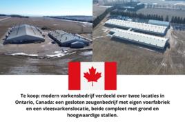 Varkensbedrijf te koop in Noord-Brabant: Bukkumweg 24 H, Hilvarenbeek